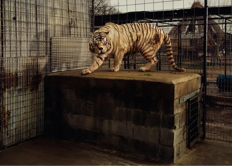weißer Tiger in einem Käfig